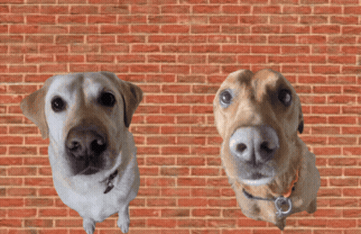 Two Dogs Looking At Camera With Brick Wall GIF