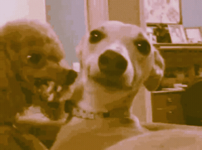 Two Dogs Looking At Each Other With I Love You Collar GIF