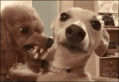 Two Dogs Looking At Each Other With Toothpick GIF
