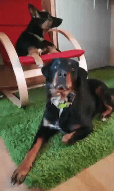 Two Dogs Lying On Green Rug, One In Chair GIF