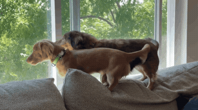 Two Dogs On Couch Looking Out Window GIF