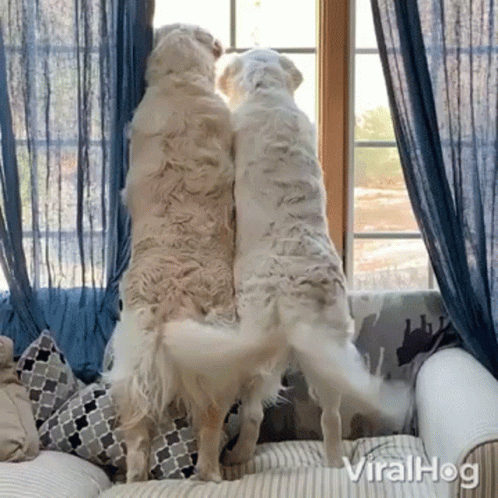 Two Dogs On Hind Legs At Window Viralhog GIF