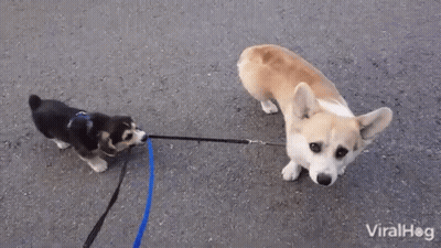 Two Dogs On Leash Viralhog GIF