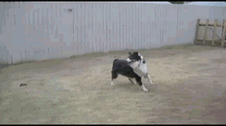 Two Dogs Playing Frisbee GIF