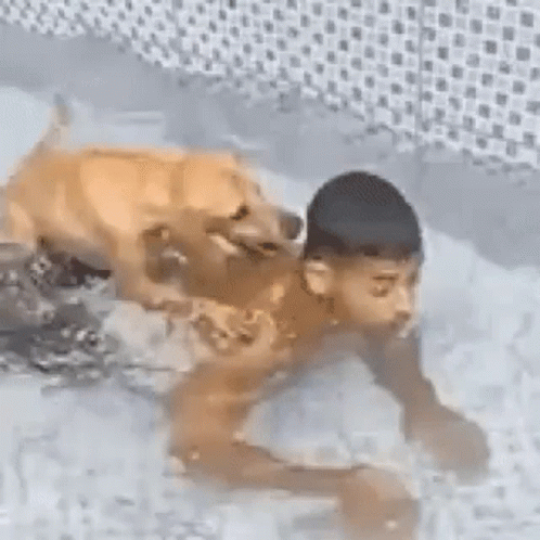 Two Dogs Playing In Snow, One Biting GIF