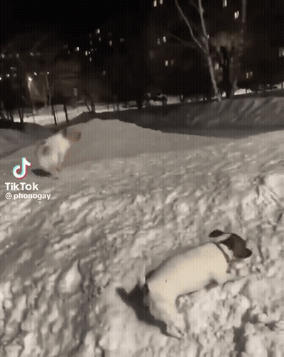 Two Dogs Playing In Snow With TikTok Watermark GIF