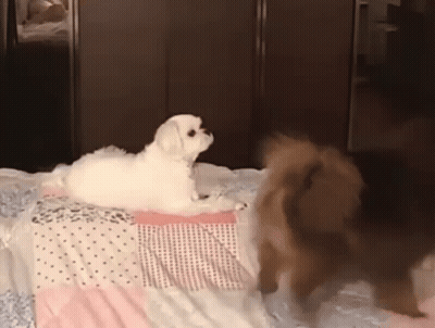 Two Dogs Playing On Bed GIF
