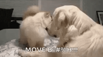 Two Dogs Playing On Bed Licking Face GIF