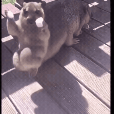 Two Dogs Playing On Deck With Marshmallow GIF