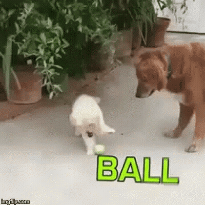 Two Dogs Playing With Ball GIF