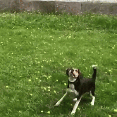 Two Dogs Playing With Ball In Grass GIF