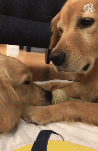 Two Dogs Playing With Tennis Ball GIF