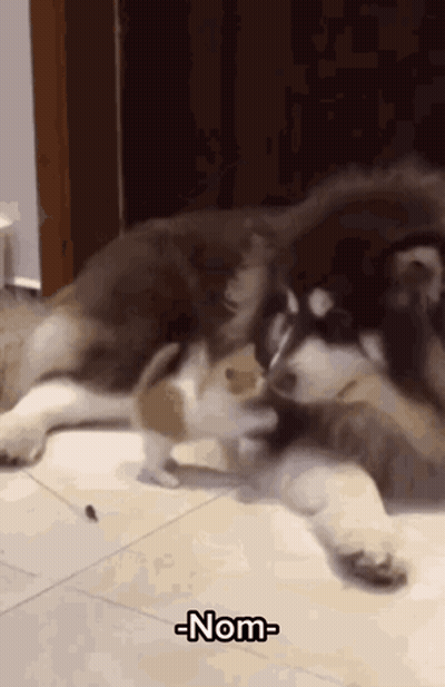 Two Dogs Playing With Word Nom GIF