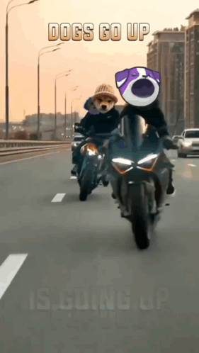 Two Dogs Riding Motorcycles With Dogs Go Up