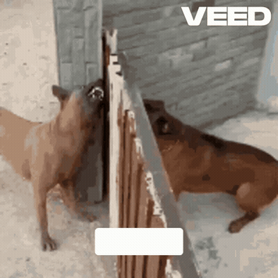 Two Dogs Side By Side Veed GIF