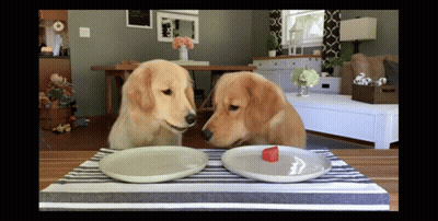 Two Dogs Sitting At Table Looking At Plates GIF