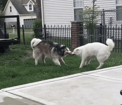 Two Dogs Sitting At Table With Food GIF