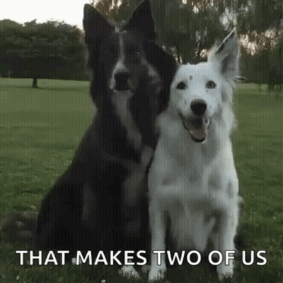 Two Dogs Sitting In A Field GIF