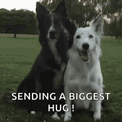 Two Dogs Sitting In Grass GIF