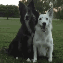 Two Dogs Sitting In Grass GIF