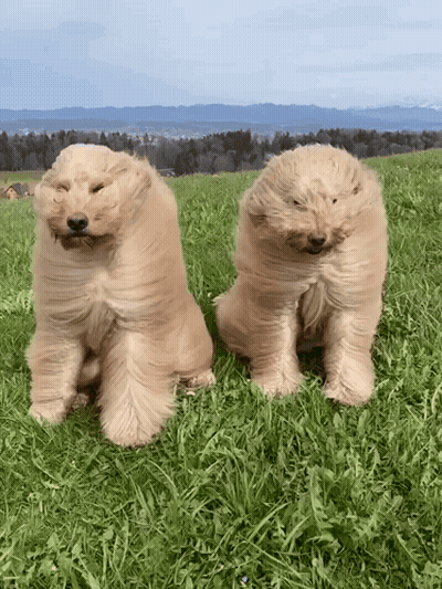 Two Dogs Sitting In Grass GIF