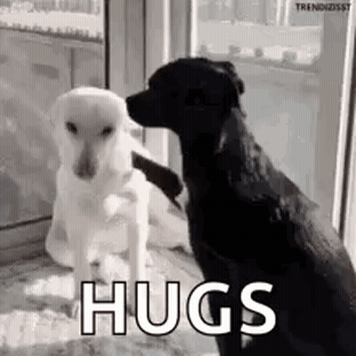 Two Dogs Sitting Together By Window GIF
