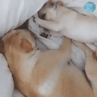 Two Dogs Sleeping Under Blanket One Asking If Other Is Awake GIF