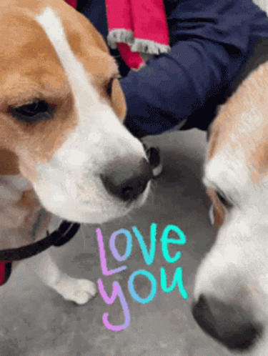 Two Dogs Sniffing Each Other With The Word Love You Written On The Ground GIF