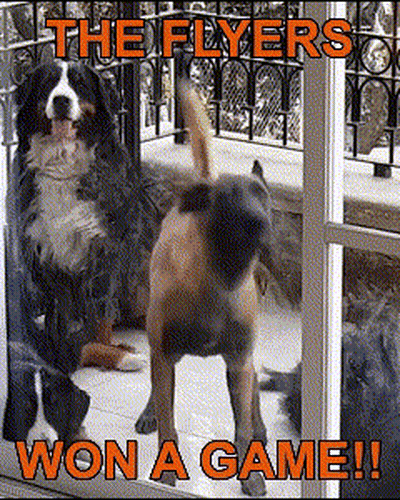 Two Dogs Standing In Front Of Window Saying The Flyers Won A Game GIF