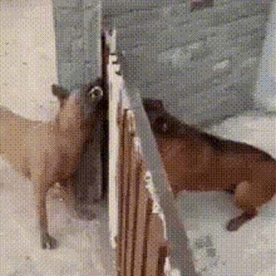 Two Dogs Standing in Snow Near Brick Wall