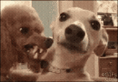 Two Dogs Standing Next To Each Other GIF
