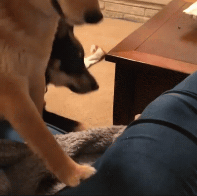 Two Dogs Standing Next To Each Other In Front Of A Table GIF
