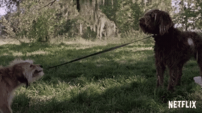 Two Dogs Standing On Leash In Grassy Field GIF
