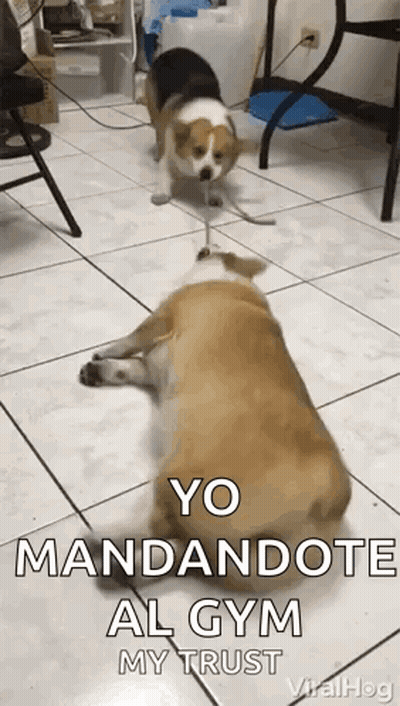 Two Dogs Standing On Tiled Floor GIF