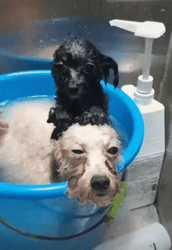 Two Dogs Taking Bath In Blue Tub GIF