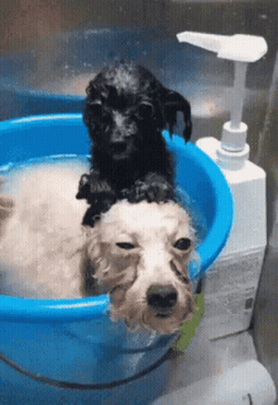 Two Dogs Taking Bath In Blue Tub GIF