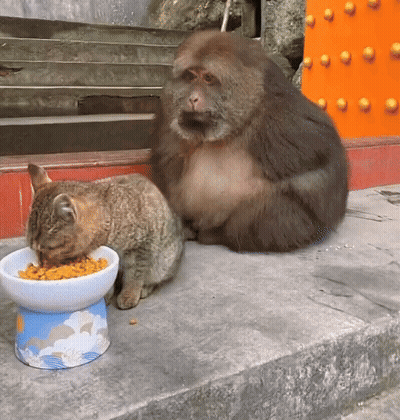 Two Dogs Walking My Dog Started Persian Backwar GIF
