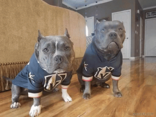 Two Dogs Wearing Jerseys With The Letter V On The Front GIF