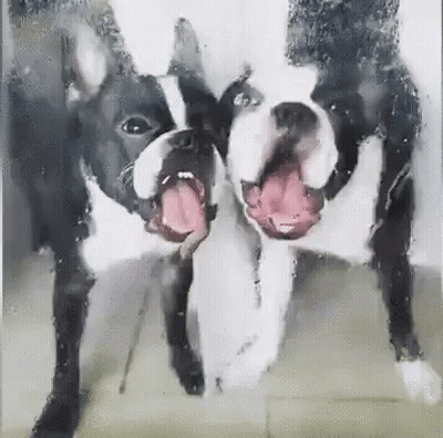 Two Dogs With Tongues Out Behind Glass Door GIF