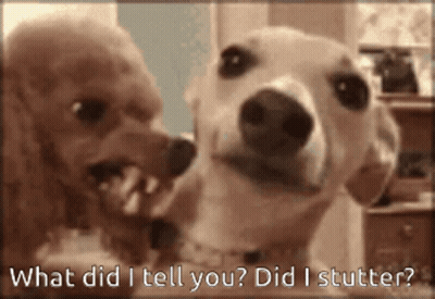Two Dogs With What Did I Tell You Did I Stutter GIF