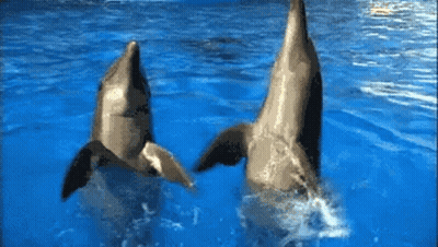 Two Dolphins Are Jumping Out Of The Water And Looking Up GIF
