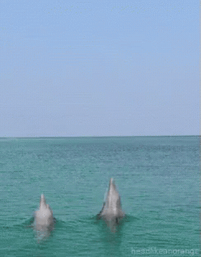 Two Dolphins Are Jumping Out Of The Water With The Words Headlikeanorange Below Them GIF