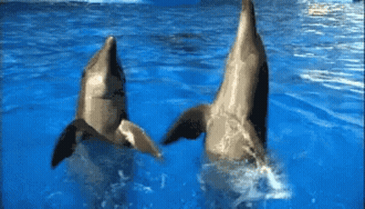 Two Dolphins Are Playing In The Water And Looking At The Camera GIF