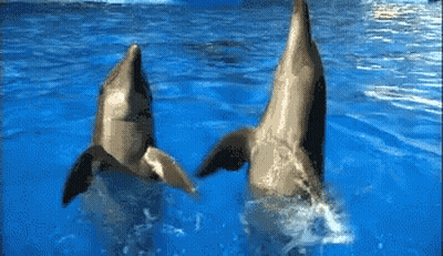Two Dolphins Playing In Water Looking At Camera GIF