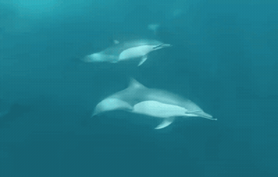Two Dolphins Swimming GIF
