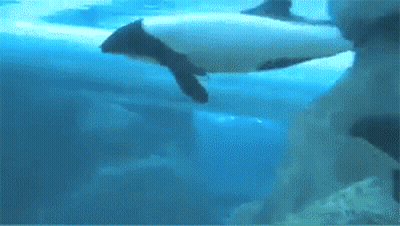 Two Dolphins Swimming In Water GIF