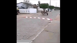 Two Donkeys Racing GIF
