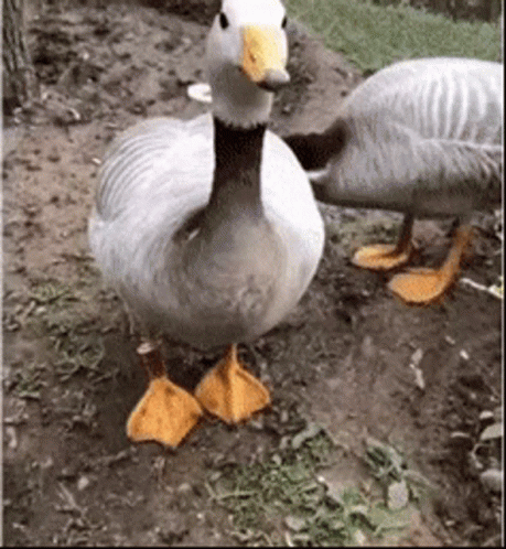 Two Ducks Are Standing Next To Each Other On The Ground . One Of The Ducks Has Orange Feet . GIF