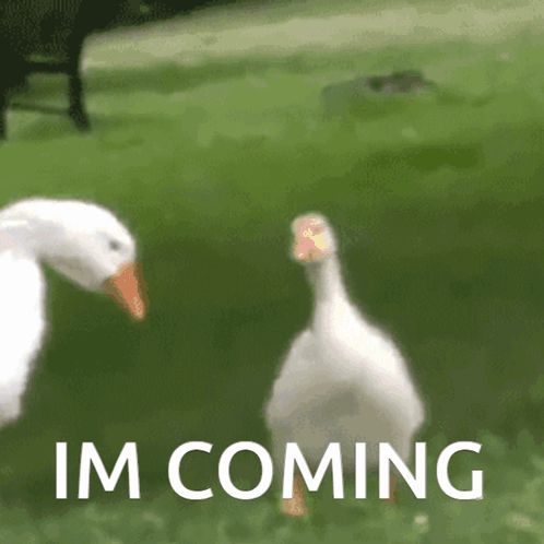 Two Ducks Standing Next To Each Other With The Words Im Coming Written On The Bottom GIF