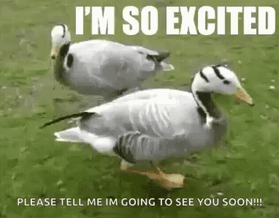 Two Ducks Standing On Grass GIF